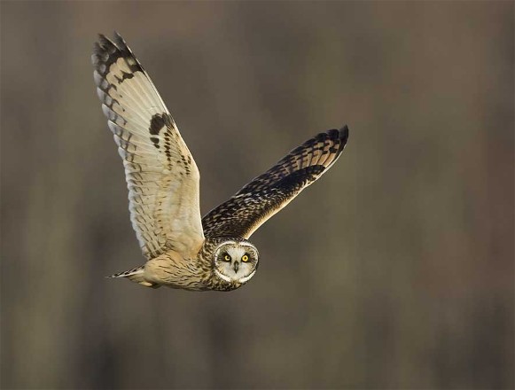 Image -- Short-eared owl