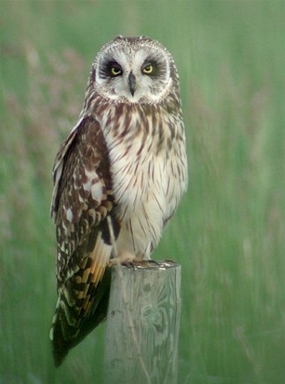 Image -- Short-eared owl