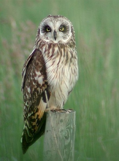 Image - Short-eared owl