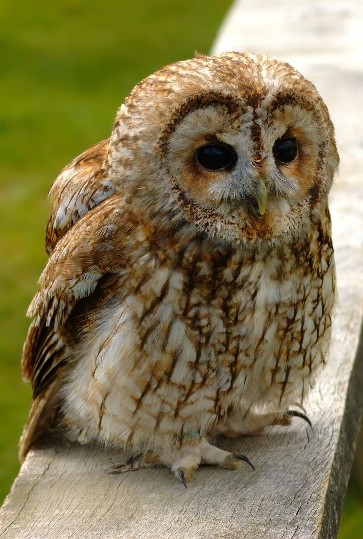 Image -- Tawny owl