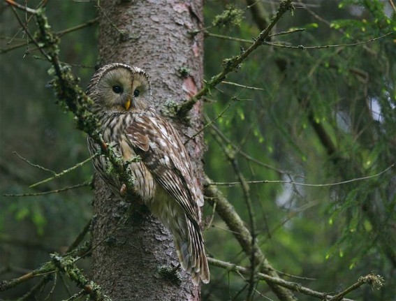 Image -- Ural owl