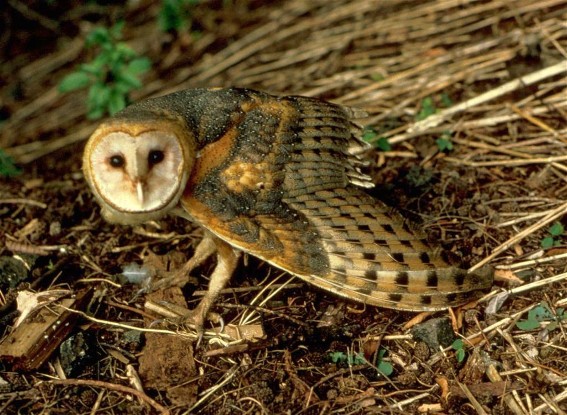 Image -- Barn owl