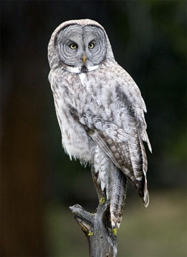Image -- Great gray owl