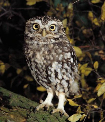 Image -- Little owl