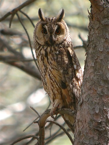 Image -- Long-eared owl