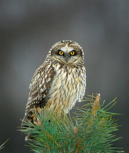 Image -- Short-eared owl