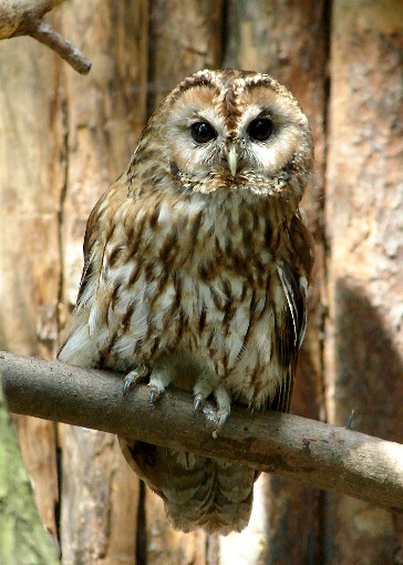 Image -- Tawny owl