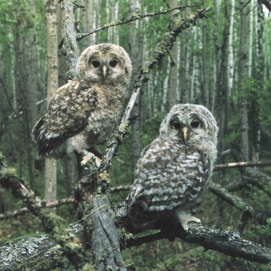 Image -- Ural owls