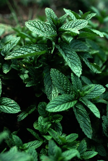 Image -- Peppermint
