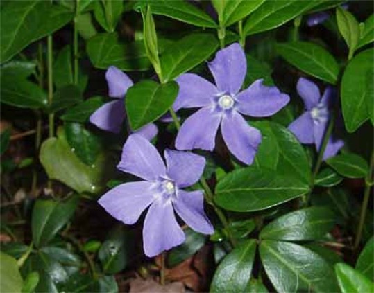 Image -- Periwinkle