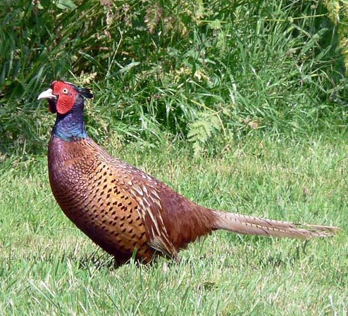 Image -- Pheasant