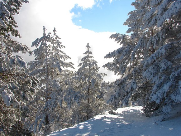 Image - Pine trees in the Crimean Mountains.
