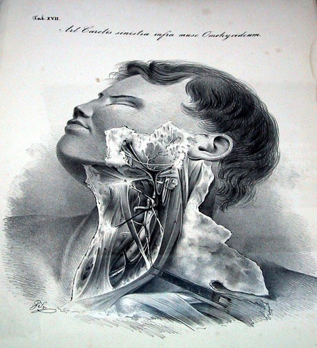 Image -- A table from Nikolai Pirogov's anatomy atlas (1836).