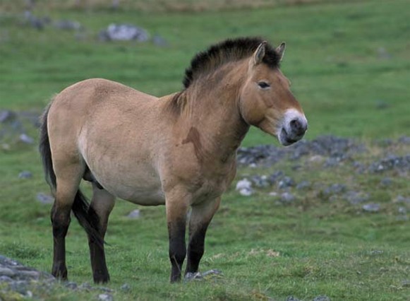 Image -- A wild Przewalski horse