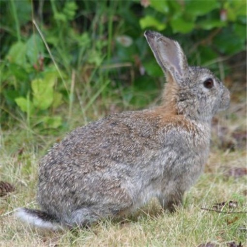 Image -- Cottontail rabbit