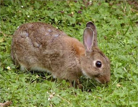 Image -- European rabbit