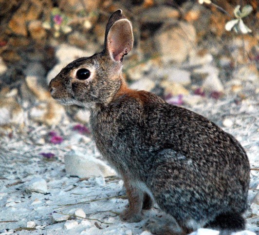 Image -- Cottontail rabbit