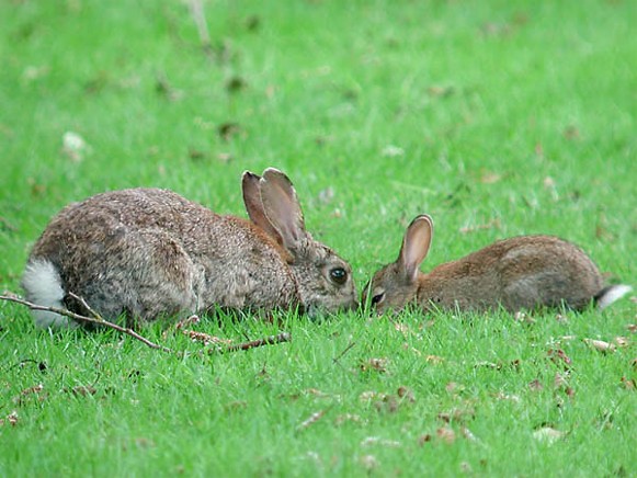Image -- European rabbits