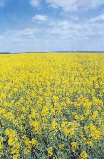 Image - Field of rape in flower.