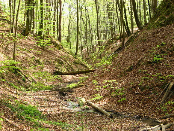 Image -- Forest in the Rava Ruska Roztochia Regional Landscape Park.