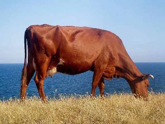 Image - Red Steppe cattle