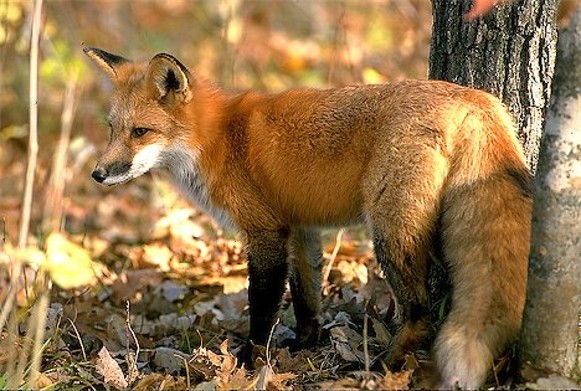 Image -- Red fox in autumn