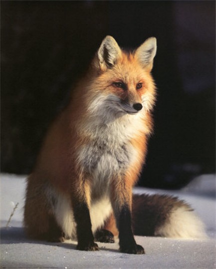 Image -- Red fox in winter