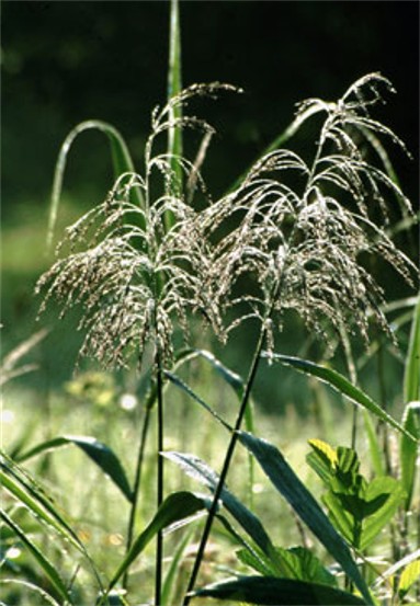 Image -- Reedgrass (Calamagrostis epigeios).