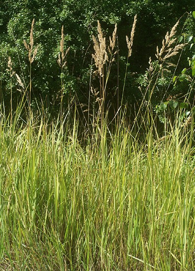Image -- Reedgrass (Calamagrostis epigeios).