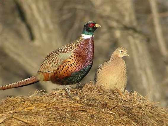 Image - A pair of ringed-necked pheasants.