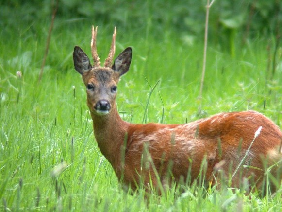 Image -- Roe deer