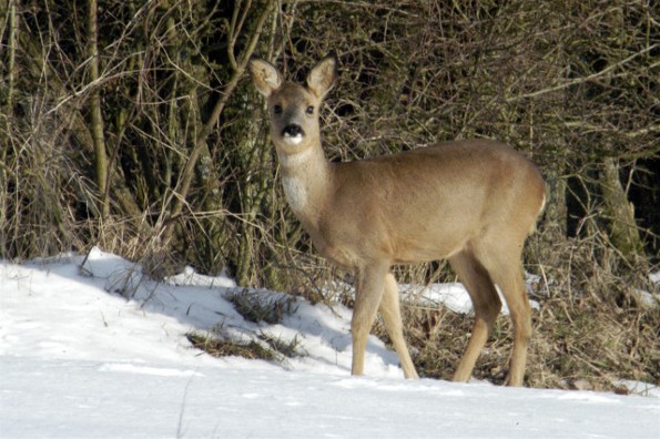 Image -- Roe deer