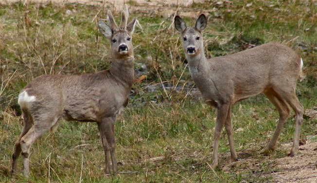 Image -- Roe deer