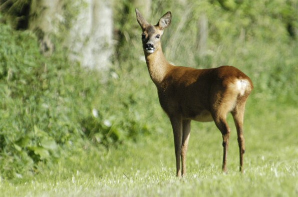 Image - Roe deer