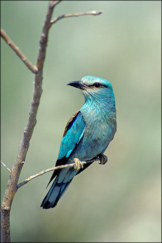 Image -- Common (Eurasian) roller