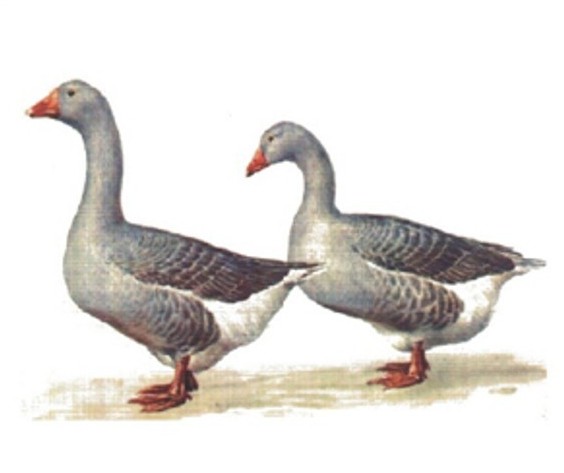 Image - Romny goose