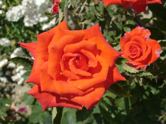 Image - A rose (the Nikita Botanical Garden near Yalta in the Crimea).