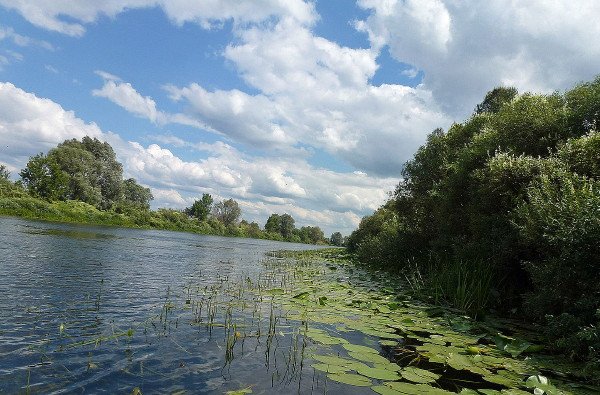 Image - The Seim River near Ihorivka.