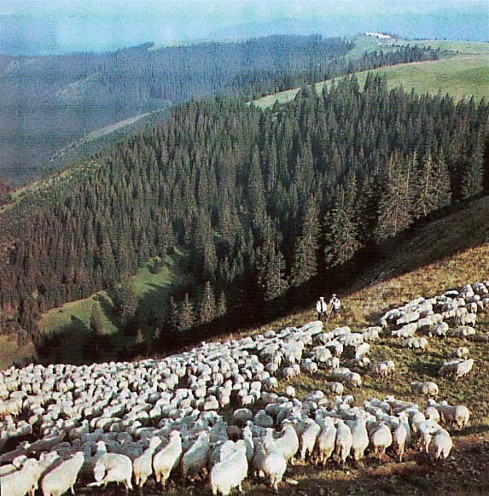 Image - Sheep herding in Carpathian Mountains (Transcarpathia oblast).