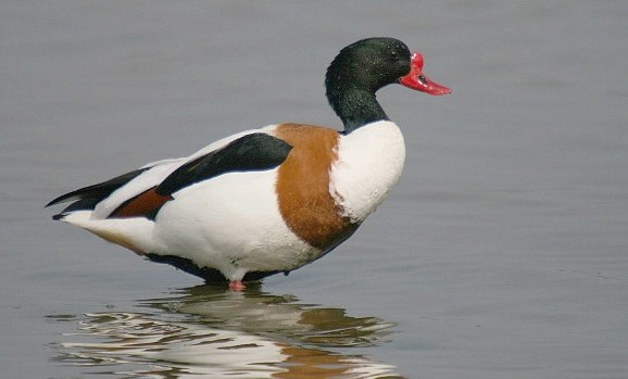 Image -- Shelduck