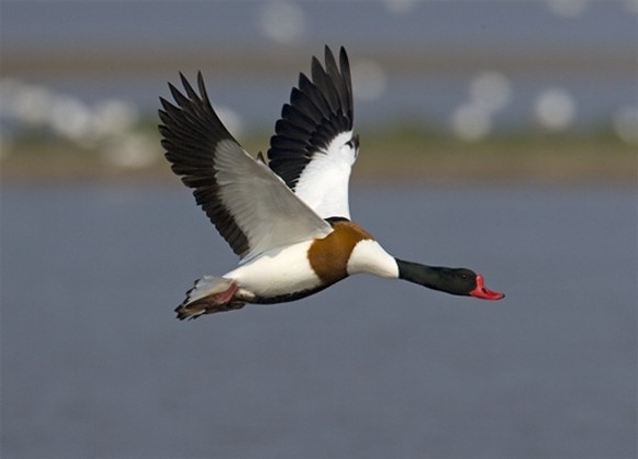 Image - Shelduck