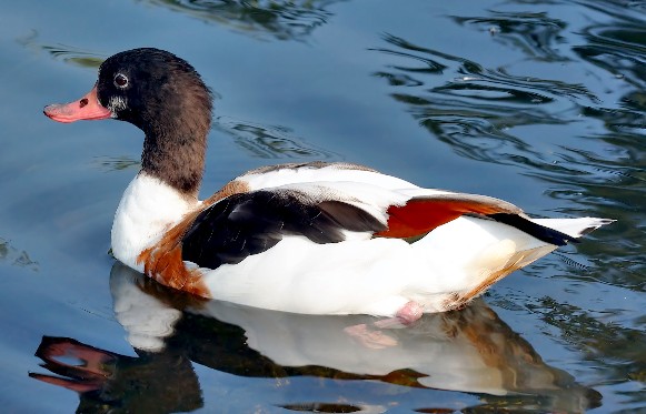 Image -- Shelduck