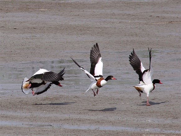 Image - Shelducks