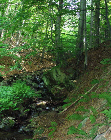 Image -- A forest in the Sian Regional Landscape Park.