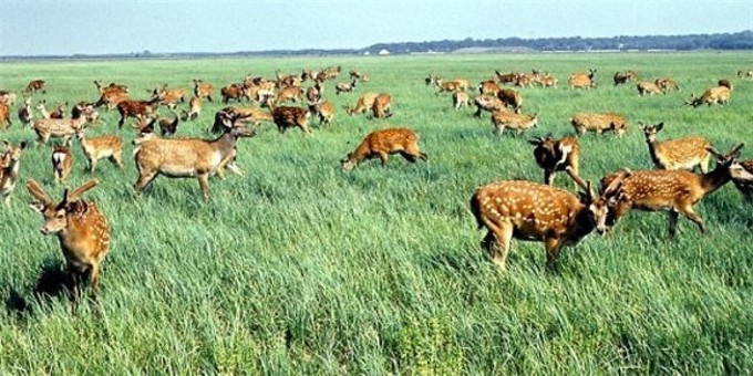 Image -- Sika deer in the Askaniia-Nova Biosphere Reserve.