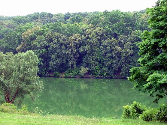 Image -- A pond in the Sokyryntsi park.