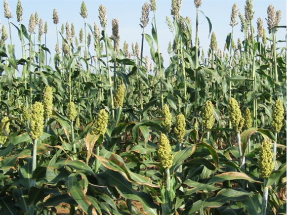 Image - Sorghum (of kapran variety).