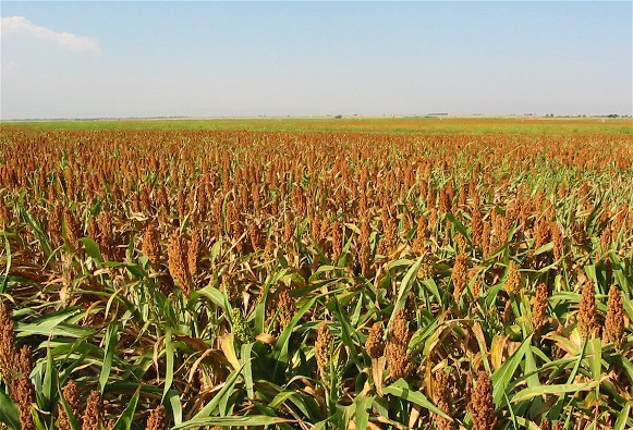 Image -- Sorghum field