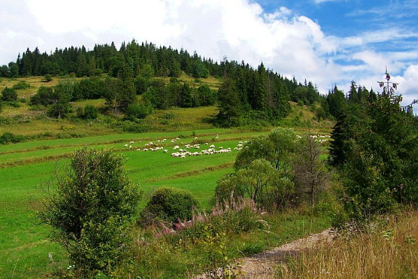 Image -- Spisska Magura in the Western Beskyd.