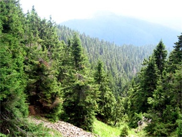 Image - A spruce forest in the Carpathian Mountains.